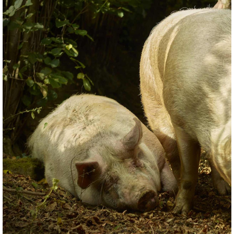 Bart Ramakers “Pronocrates 2.0“ photographie sur Diasec, ex 4/5, XXIe s