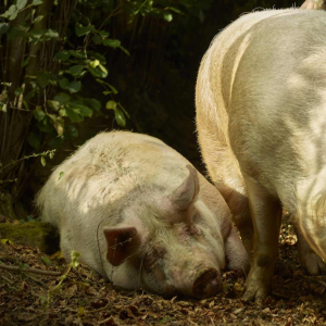 Bart Ramakers ‘Pronocrates 2.0’ photograph on Diasec, ex 4/5, 21th century