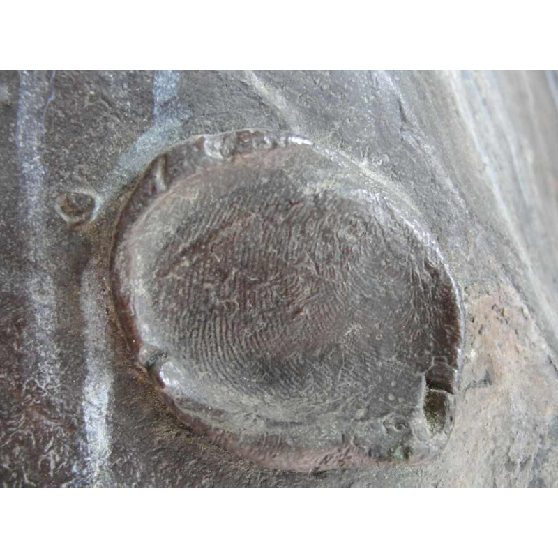 Buste du célèbre Homme de loi Jules Destrée