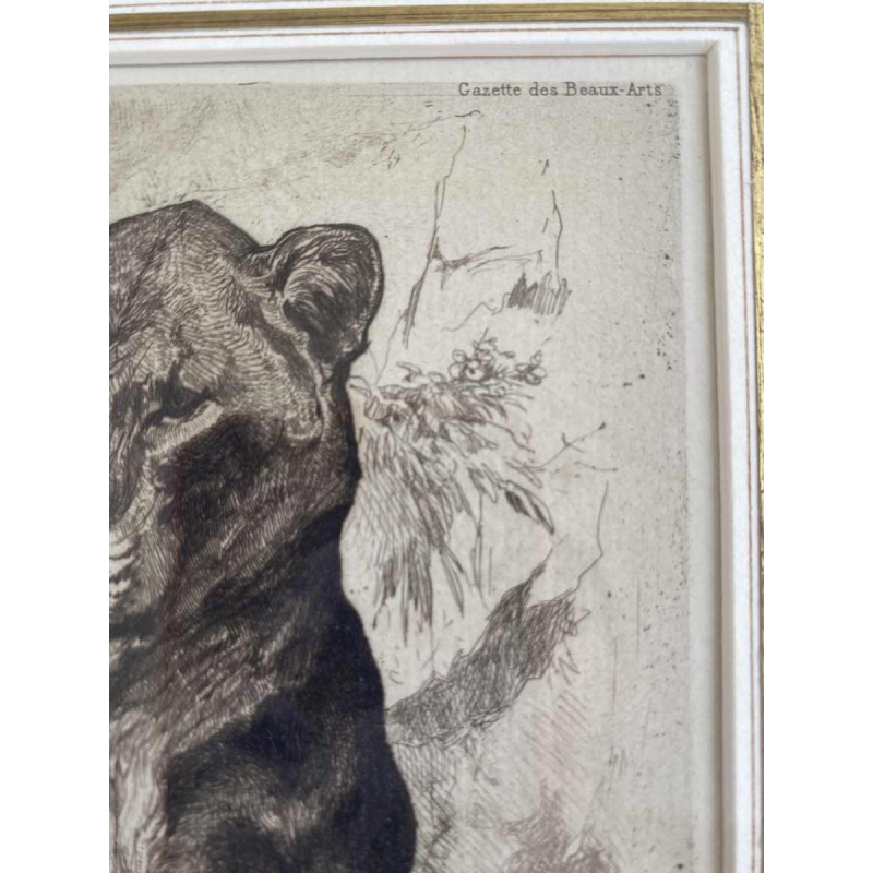 Auguste-André Lançon / Gazette des Beaux-Arts, gravure “Lionne du Sénégal“ 1874