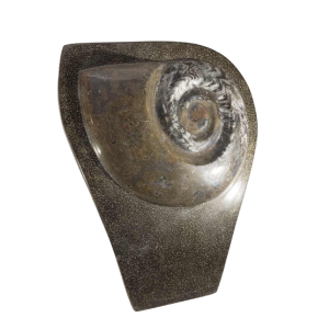 Ammonite, grande sculpture fossile 53cm à poser