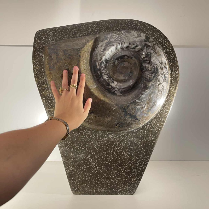 Ammonite, grande sculpture fossile 53cm à poser