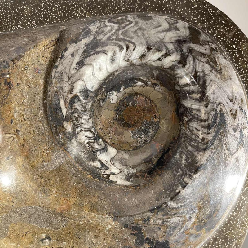 Ammoniet, groot fossiel sculptuur 53cm, klaar om te exposeren