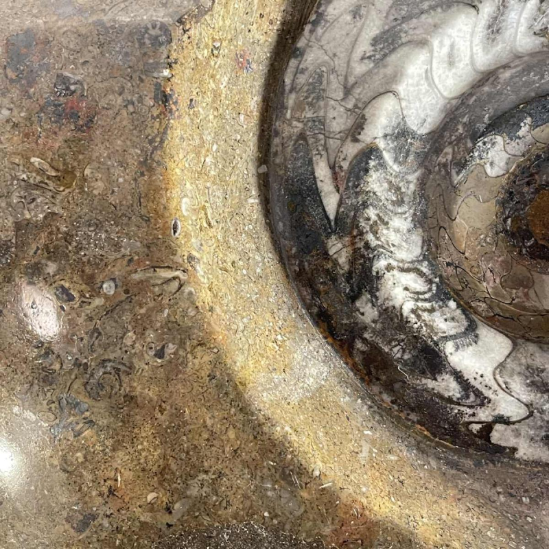 Ammonite, grande sculpture fossile 53cm à poser