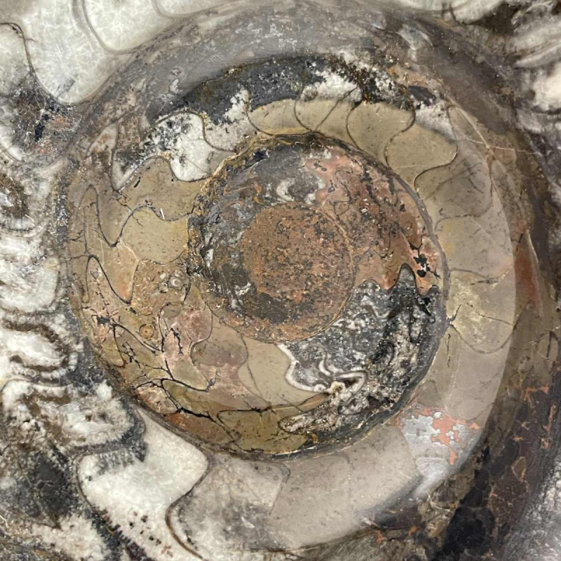 Ammonite, grande sculpture fossile 53cm à poser