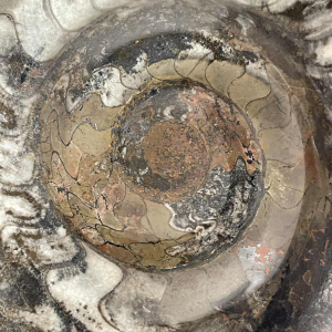 Ammonite, large fossil sculpture 53cm, ready to display