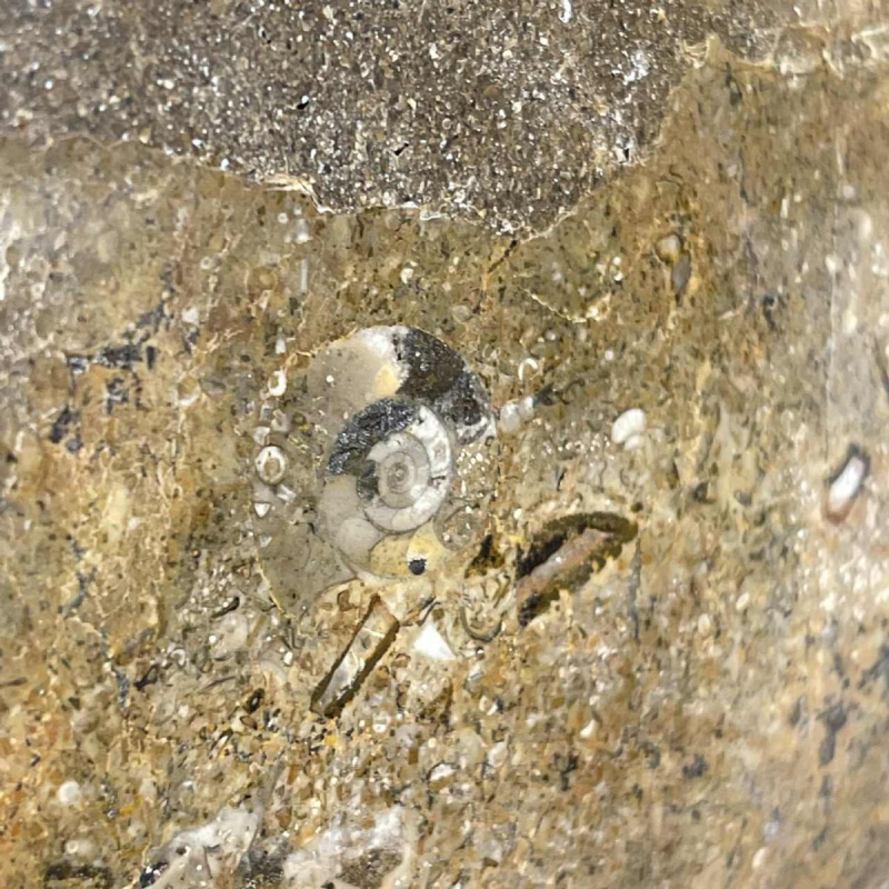 Ammonite, grande sculpture fossile 53cm à poser