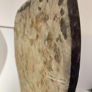 Ammoniet, groot fossiel sculptuur 53cm, klaar om te exposeren