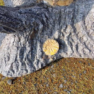 Salon de jardin 'Bois, arbre, branches, tronc' table et 4 chaises en béton, XXe s