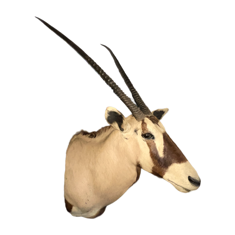 Oryx (138cm) antilope / gazelle jachttrofee, cape hoofd, taxidermie