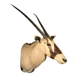 Oryx (138cm) trophe´e de chasse d'antilope / gazelle, te^te en cape, taxidermie