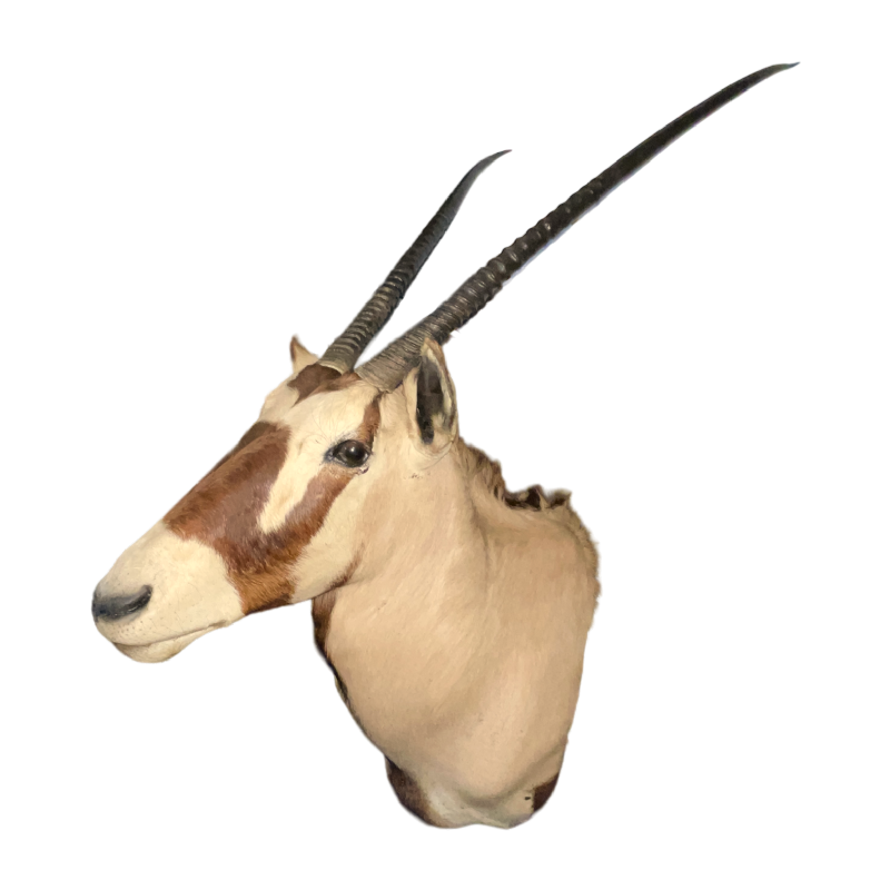 Oryx (138cm) antelope / gazelle hunting trophy, cape head, taxidermy