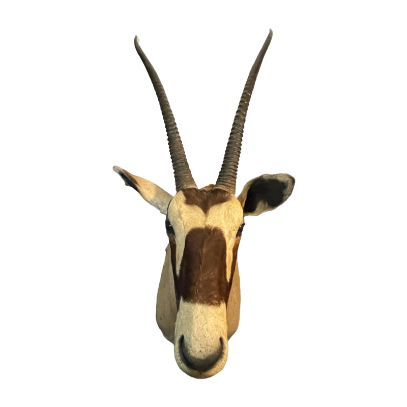 Oryx (138cm) antilope / gazelle jachttrofee, cape hoofd, taxidermie