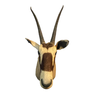 Oryx (138cm) antilope / gazelle jachttrofee, cape hoofd, taxidermie