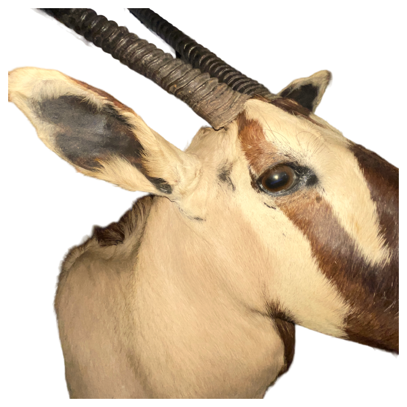 Oryx (138cm) trophe´e de chasse d'antilope / gazelle, te^te en cape, taxidermie