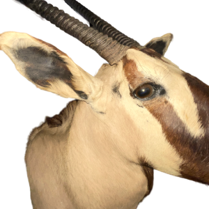 Oryx (138cm) trophe´e de chasse d'antilope / gazelle, te^te en cape, taxidermie