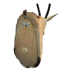 Oryx (138cm) antilope / gazelle jachttrofee, cape hoofd, taxidermie