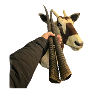 Oryx (138cm) antilope / gazelle jachttrofee, cape hoofd, taxidermie