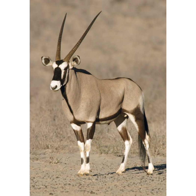 Oryx (138cm) antilope / gazelle jachttrofee, cape hoofd, taxidermie