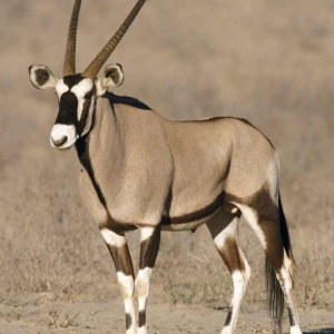 Oryx (138cm) antelope / gazelle hunting trophy, cape head, taxidermy