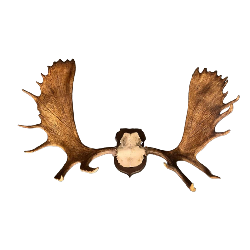 Alces elk antler, large hunting trophy (160 cm)