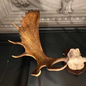 Alces elk antler, large hunting trophy (160 cm)