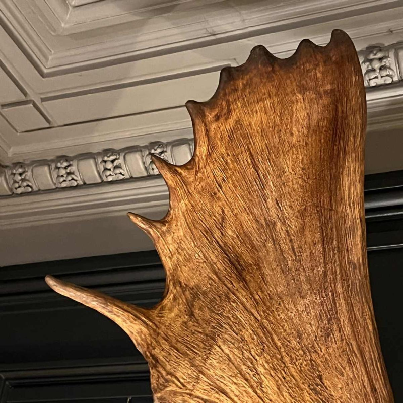 Bois d'élan "Alces", grand trophée de chasse (160 cm)