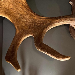 Alces elk antler, large hunting trophy (160 cm)