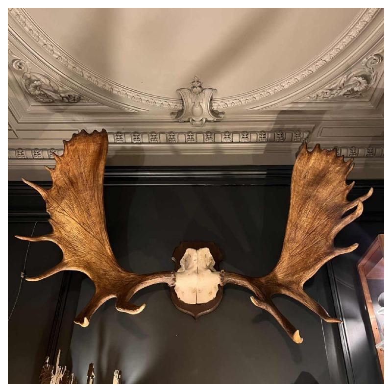 "Alces elandgewei, grote jachttrofee (160 cm)