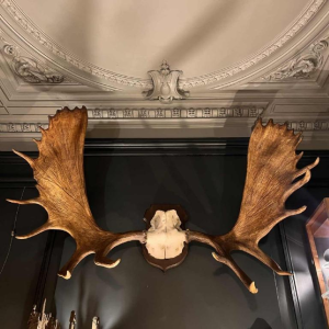 Bois d'élan "Alces", grand trophée de chasse (160 cm)