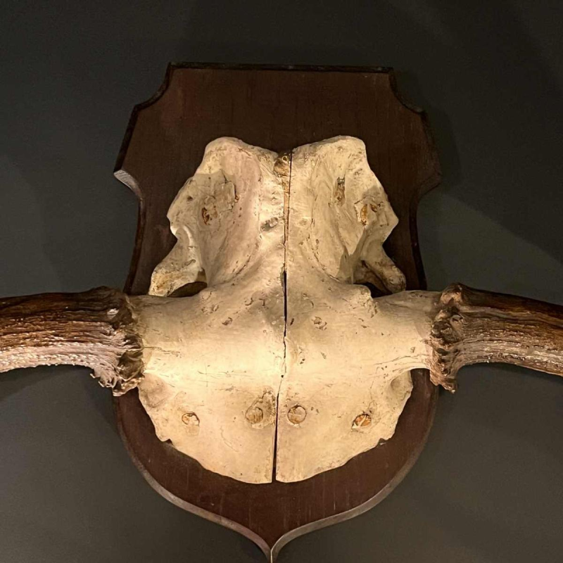 Bois d'élan "Alces", grand trophée de chasse (160 cm)