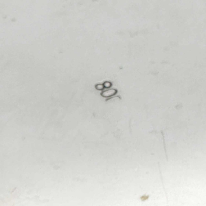 Grande coffret en argent massif 800/1000