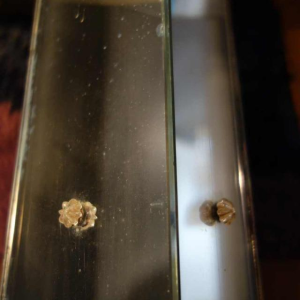 Grand Lampadaire / Sellette Art Déco en ébène de Macassar, circa 1930