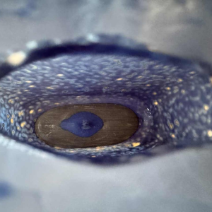 Xavier le Normand (1978-): beeldhouwkunst