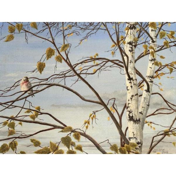Roger CASTELEYN « Redpoll on a birch branch »