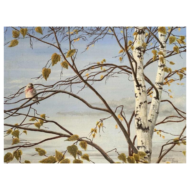 Roger CASTELEYN « Redpoll on a birch branch »