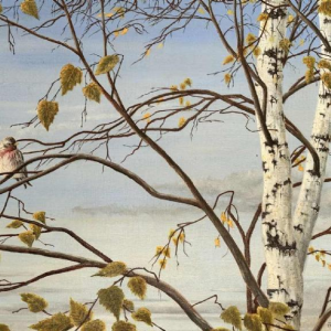 Roger CASTELEYN « Sizerin flammé sur une branche de bouleau »