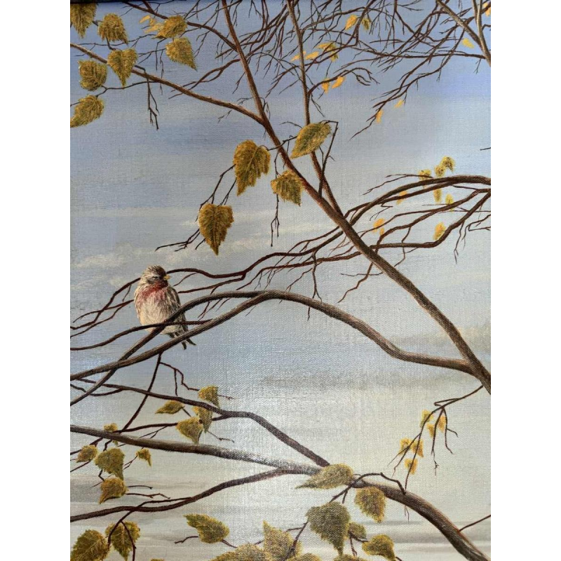 Roger CASTELEYN « Redpoll on a birch branch »