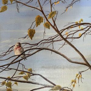 Roger CASTELEYN « Redpoll on a birch branch »