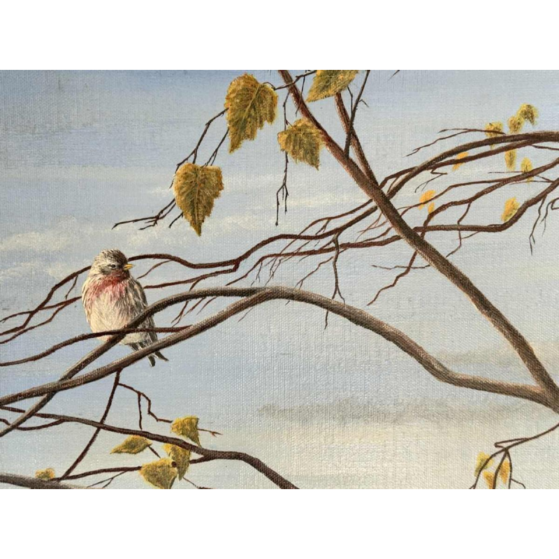 Roger CASTELEYN « Redpoll on a birch branch »