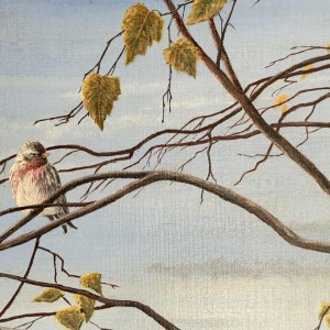 Roger CASTELEYN « Redpoll on a birch branch »
