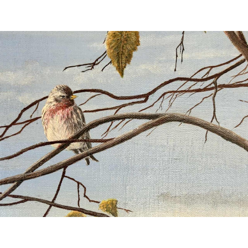 Roger CASTELEYN « Redpoll on a birch branch »