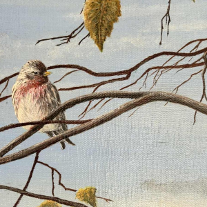 Roger CASTELEYN « Redpoll on a birch branch »