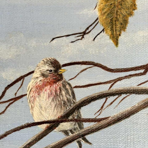 Roger CASTELEYN « Redpoll on a birch branch »