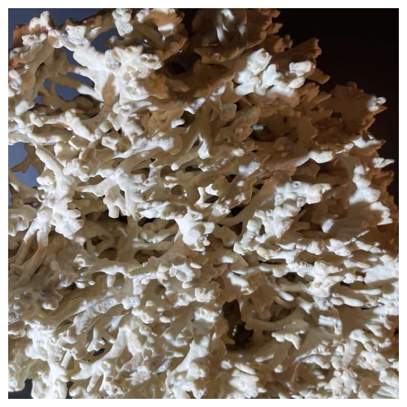 Willy Daro (attr) Koraal lamp Hollywood Regency, verguld bronzen voet ,1970s