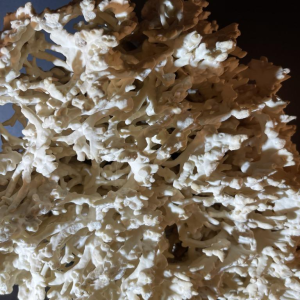 Willy Daro (attr) Koraal lamp Hollywood Regency, verguld bronzen voet ,1970s