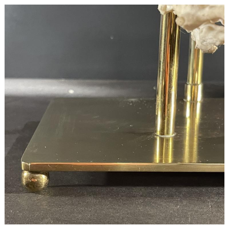 Willy Daro (attr) Koraal lamp Hollywood Regency, verguld bronzen voet ,1970s