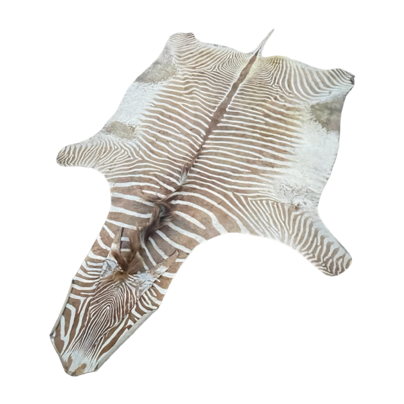 Zebra skin, floor carpet / wall tapestry, ca 1950
