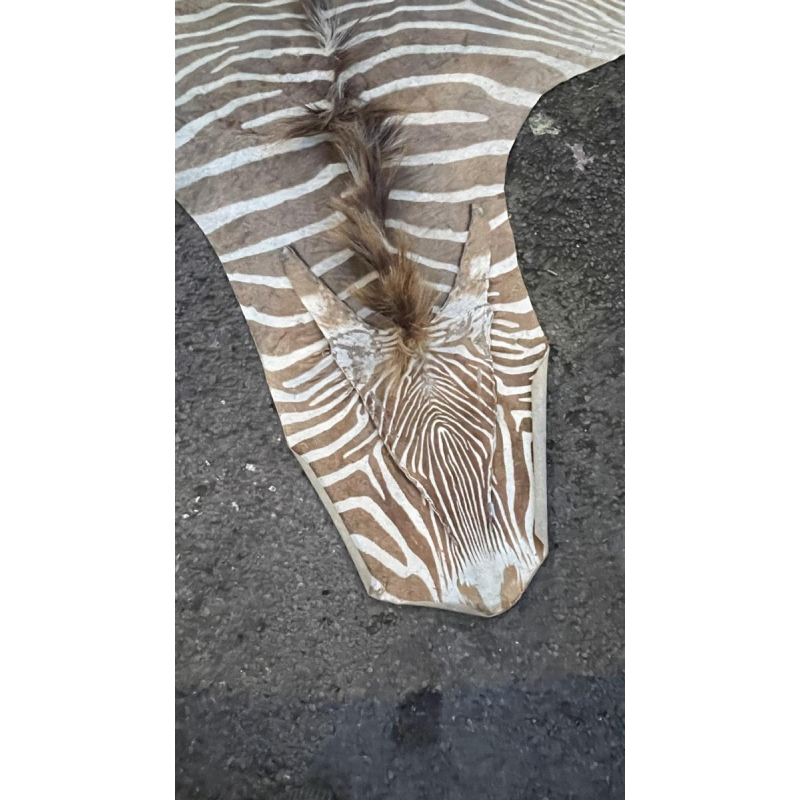 Zebra skin, floor carpet / wall tapestry, ca 1950