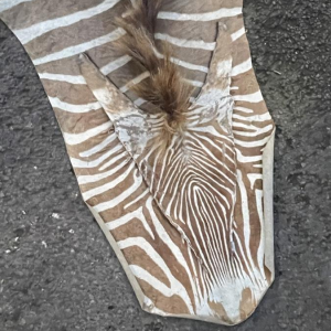 Zebra skin, floor carpet / wall tapestry, ca 1950